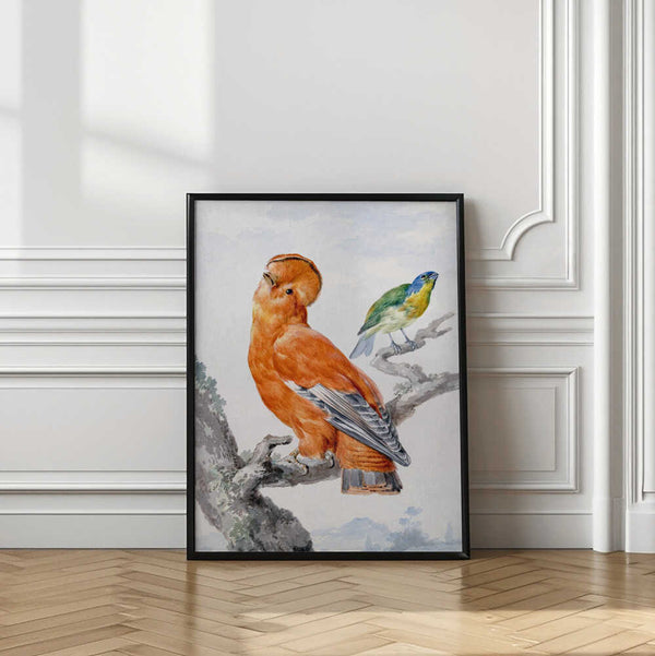 Tablou înramat „Two Exotic Birds” de Aert Schouman