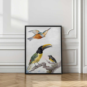 Tablou înramat „Three Birds  a Kingfisher, a Prince Von Wied's Toucan and an Sparrow” de Aert Schouman