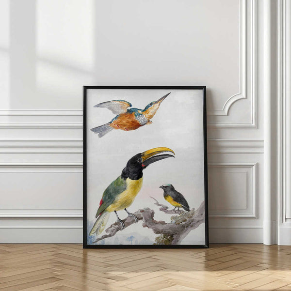 Tablou înramat „Three Birds  a Kingfisher, a Prince Von Wied's Toucan and an Sparrow” de Aert Schouman