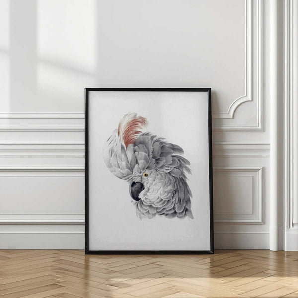 Tablou înramat „Cockatoo Head” de Aert Schouman