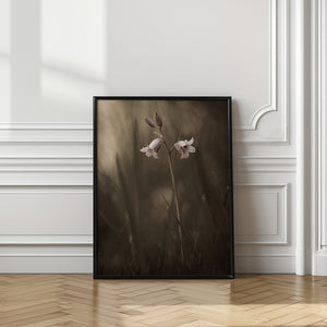 Tablou înramat „A small flower on the ground” de Allan Wallberg