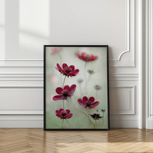 Tablou înramat „Cosmos sway” de Mandy Disher