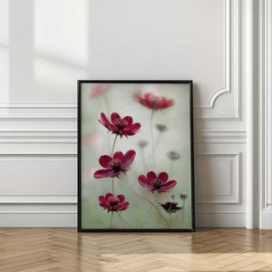 Tablou înramat „Cosmos sway” de Mandy Disher