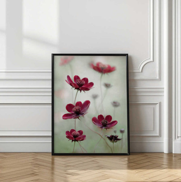 Tablou înramat „Cosmos sway” de Mandy Disher