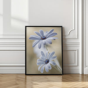 Tablou înramat „Cape daisies” de Mandy Disher