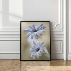 Tablou înramat „Cape daisies” de Mandy Disher