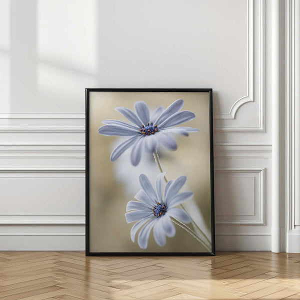 Tablou înramat „Cape daisies” de Mandy Disher