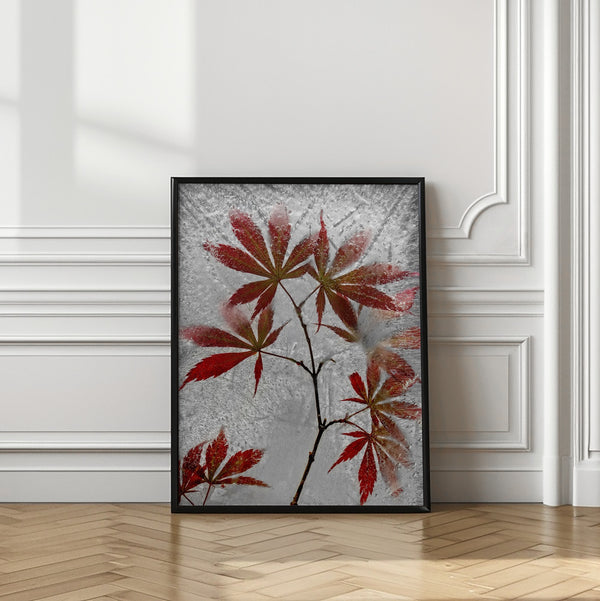 Tablou înramat „red maple” de Secundino Losada