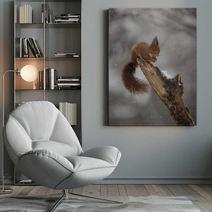 Tablou canvas „scoiattolo rosso” de Marco Barisone