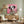 Tablou canvas „Pirate Dog” de Artem Pozdniakov