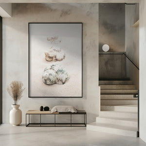 Tablou înramat „Shells” de Pictufy Studio III