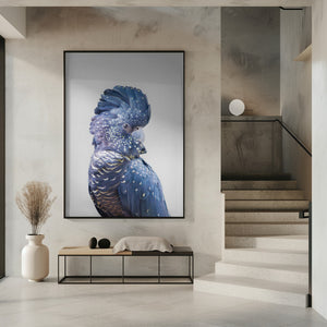 Tablou înramat „Black Cockatoo” de Kathrin Pienaar