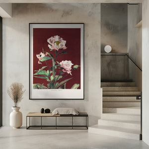 Tablou înramat „Hærdaceous Peony no2” de Ogawa Kazumasa