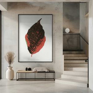 Tablou înramat „Acalypha Tricolor Leaf Illustration” de Les Plantes a Feuillage Colore