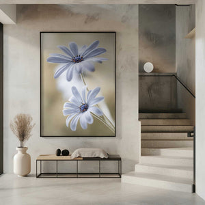 Tablou înramat „Cape daisies” de Mandy Disher