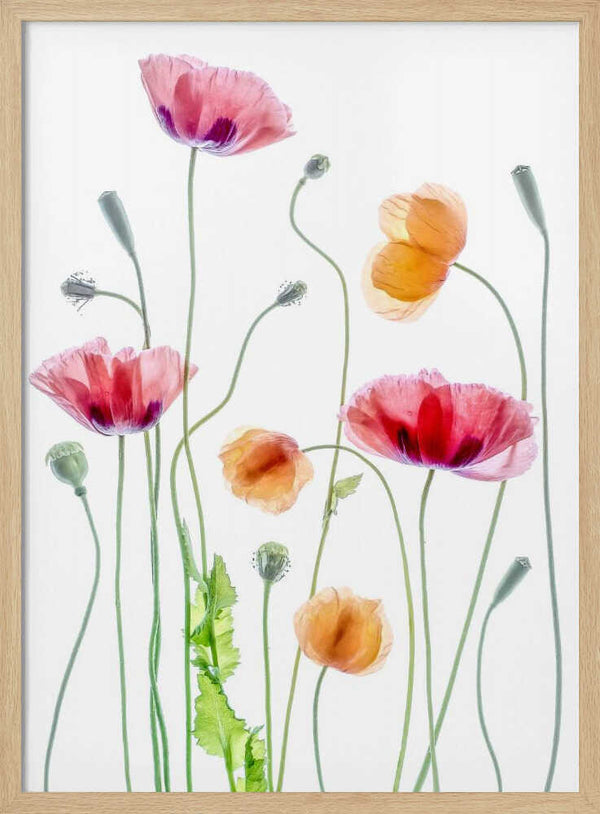 Tablou înramat „Poppies” de Mandy Disher