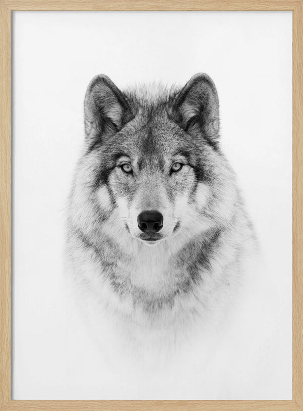 Tablou înramat „Portrait of a Timber Wolf” de Jim Cumming