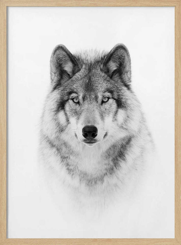 Tablou înramat „Portrait of a Timber Wolf” de Jim Cumming
