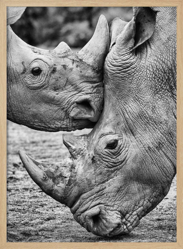 Tablou înramat „Face to face” de Jesus Concepcion Alvarado