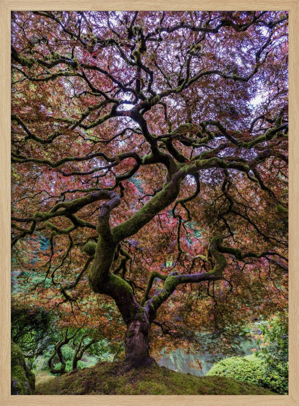 Tablou înramat „Japanese Maple Tree” de Mike Centioli