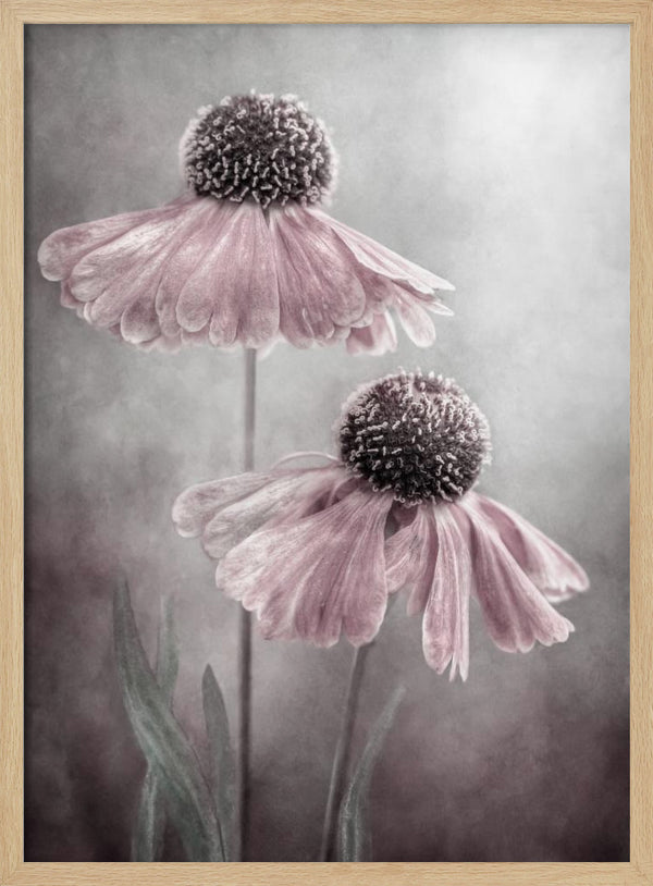 Tablou înramat „Duet” de Mandy Disher