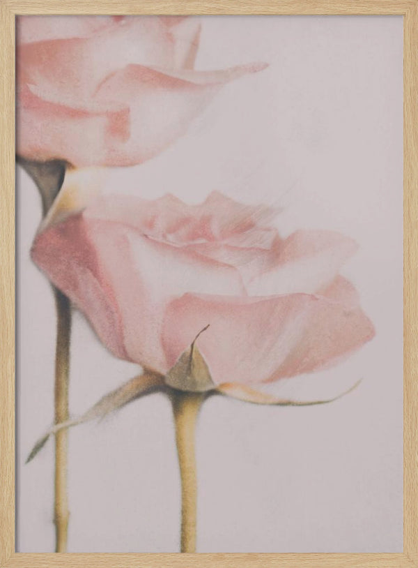 Tablou înramat „Two Roses” de Delphine Devos