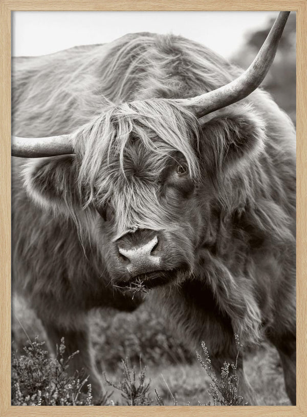 Tablou înramat „The Bull” de Jacky Parker