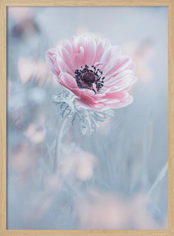 Tablou înramat „La reine de neiges” de Fabien BRAVIN