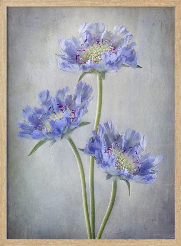 Tablou înramat „Scabiosa” de Mandy Disher
