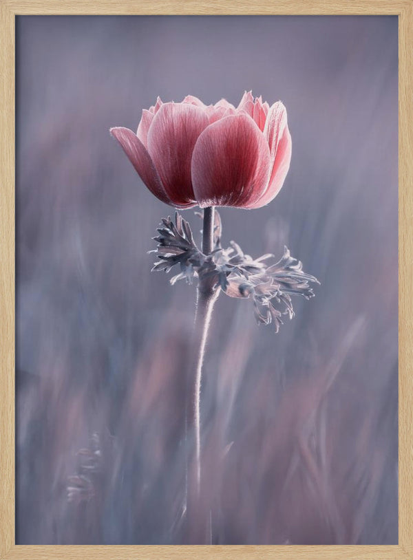 Tablou înramat „Pink ! So What ?” de Fabien BRAVIN