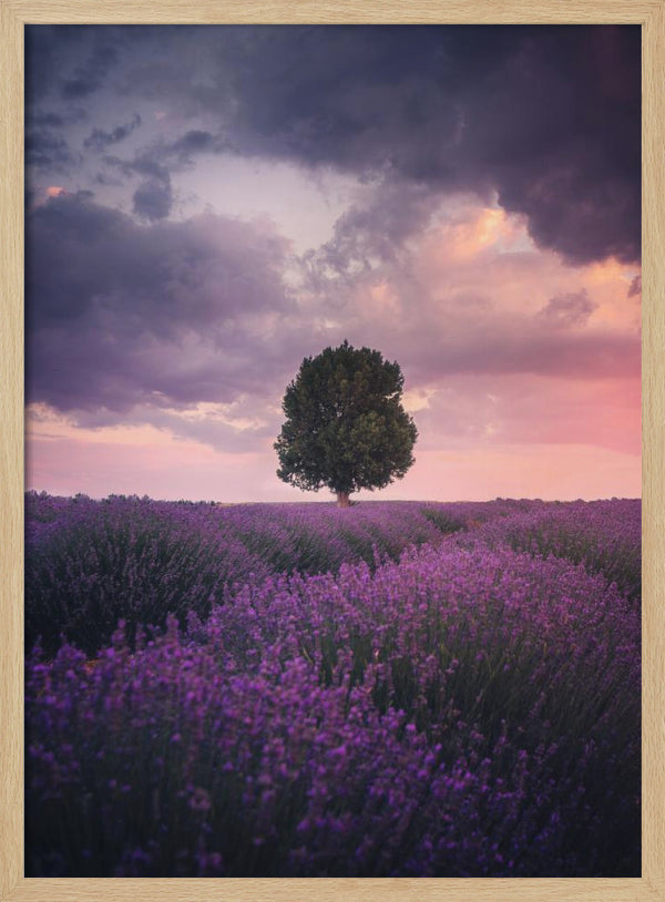 Tablou înramat „Lavender Fields, Isparta” de Cuma Cevik