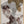 Tablou înramat „Brown Seaweed” de Pictufy Studio II