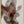 Tablou înramat „Red Seaweed” de Pictufy Studio II