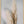 Tablou înramat „Pampas Grass Grey” de Pictufy Studio III