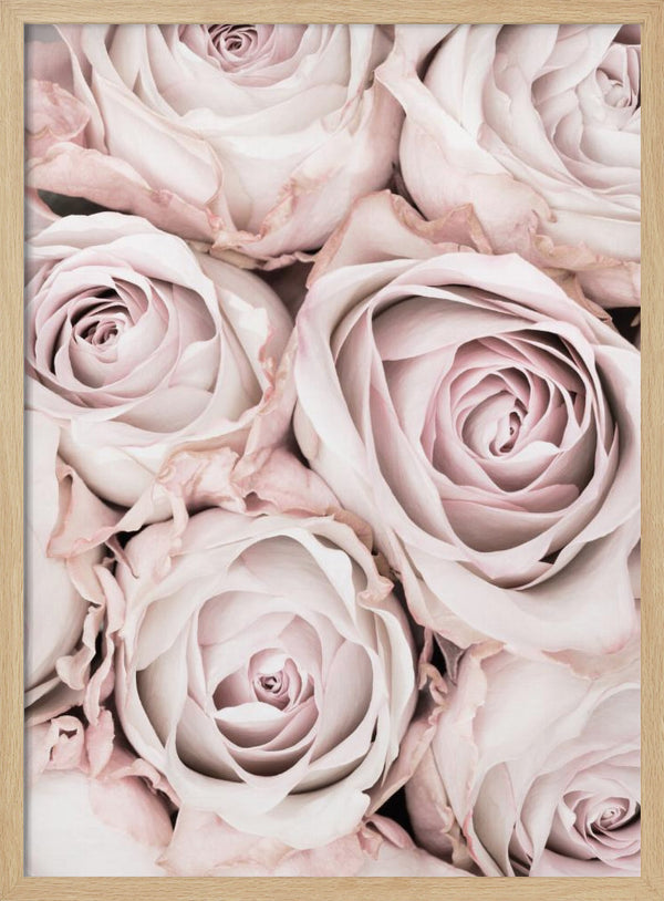 Tablou înramat „Pink Roses No 01” de Pictufy Studio III