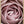 Tablou înramat „Pink Rose No 04” de Pictufy Studio III