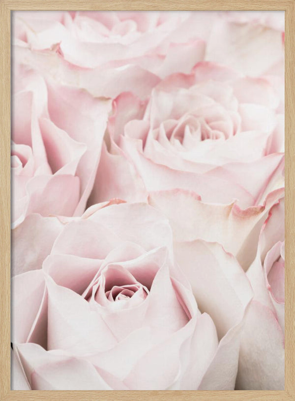 Tablou înramat „Pink Roses 05” de Pictufy Studio III
