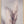 Tablou înramat „Pampas Grass” de Pictufy Studio III
