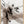 Tablou înramat „wild_star_002” de Pictufy Studio II