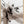 Tablou înramat „wild_star_002” de Pictufy Studio II