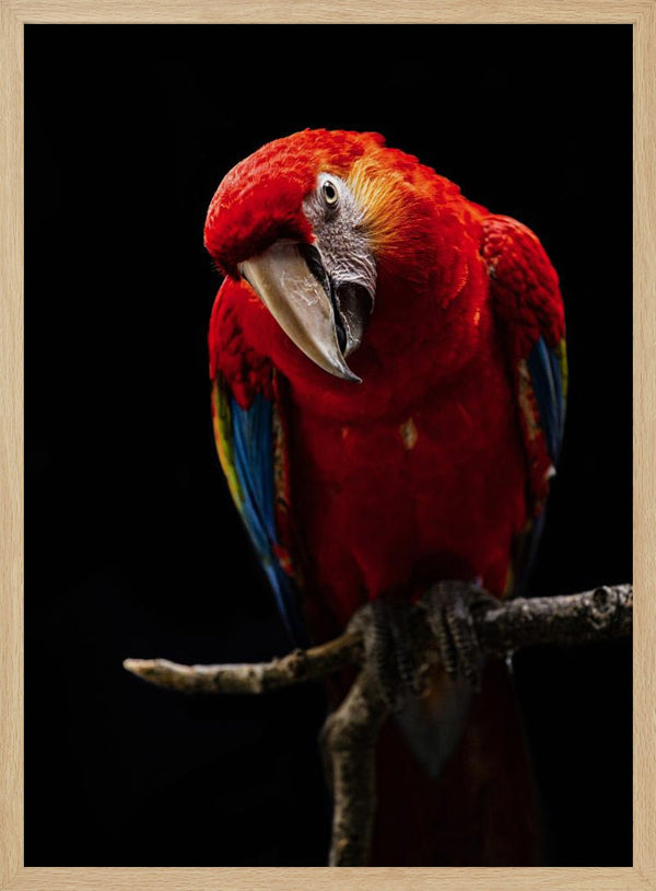 Tablou înramat „Portrait of Scarlet Macaw” de Andi Halil