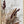 Tablou înramat „Dried_001” de Pictufy Studio III