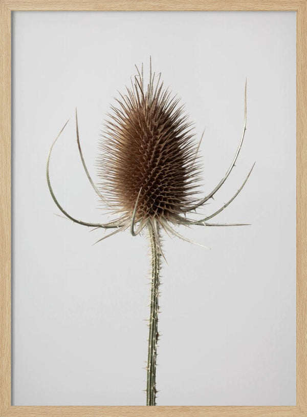 Tablou înramat „Dried_004” de Pictufy Studio III