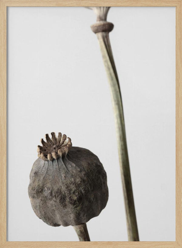 Tablou înramat „Dried_005” de Pictufy Studio III