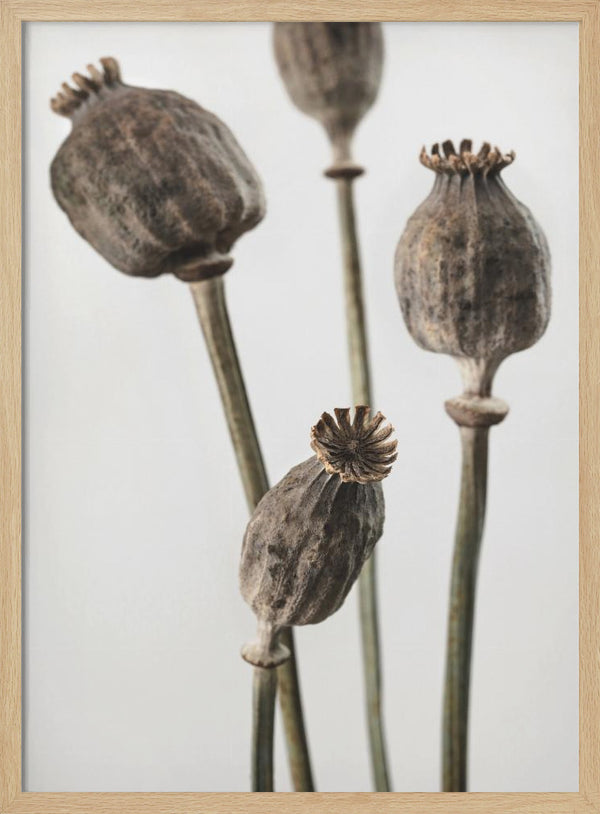 Tablou înramat „Dried_006” de Pictufy Studio III