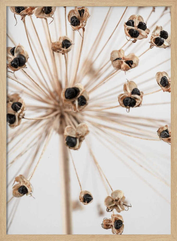 Tablou înramat „Dried_007” de Pictufy Studio III