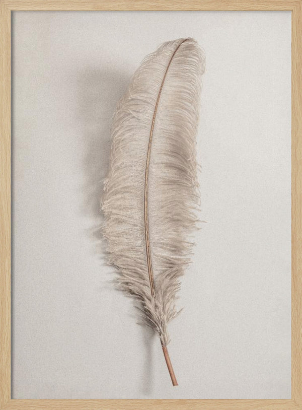 Tablou înramat „Feather_002” de Pictufy Studio III