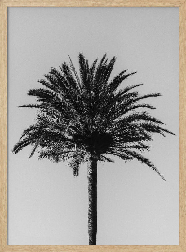 Tablou înramat „Palm_003” de Pictufy Studio III