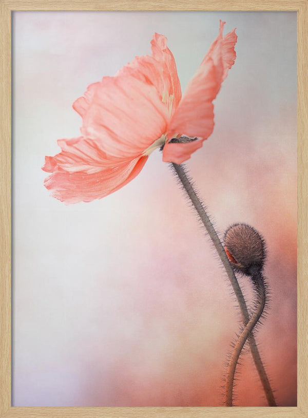 Tablou înramat „Tenderness” de Lenka