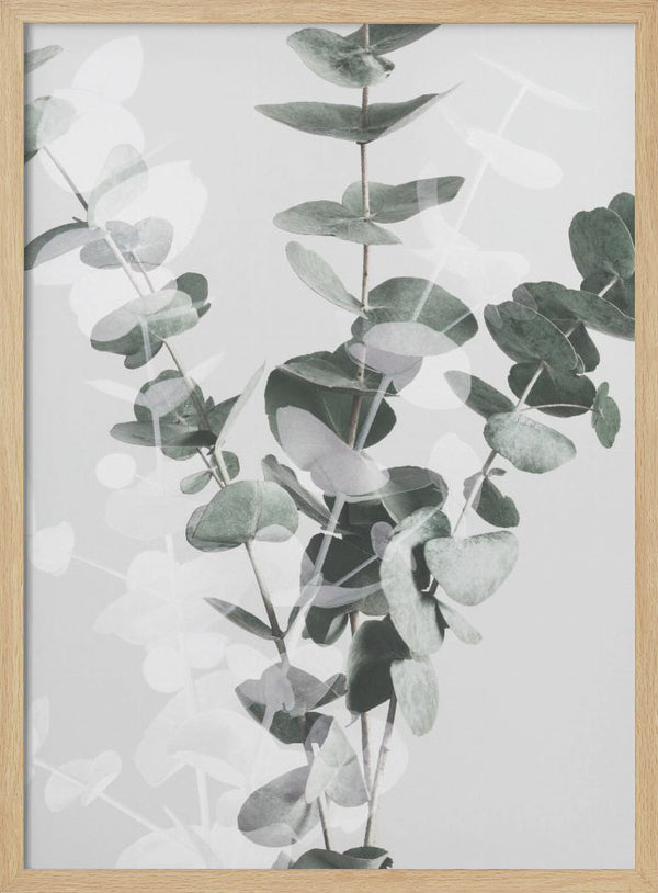 Tablou înramat „Eucalyptus_002” de Pictufy Studio III